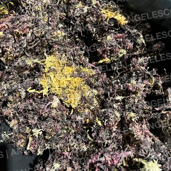 Sea Moss & Bladderwrack